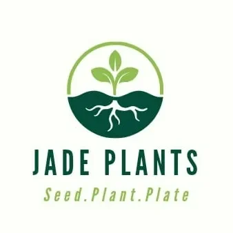 Jade Plant